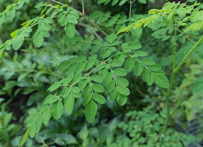 Le moringa, l’arbre de vie » Lechou