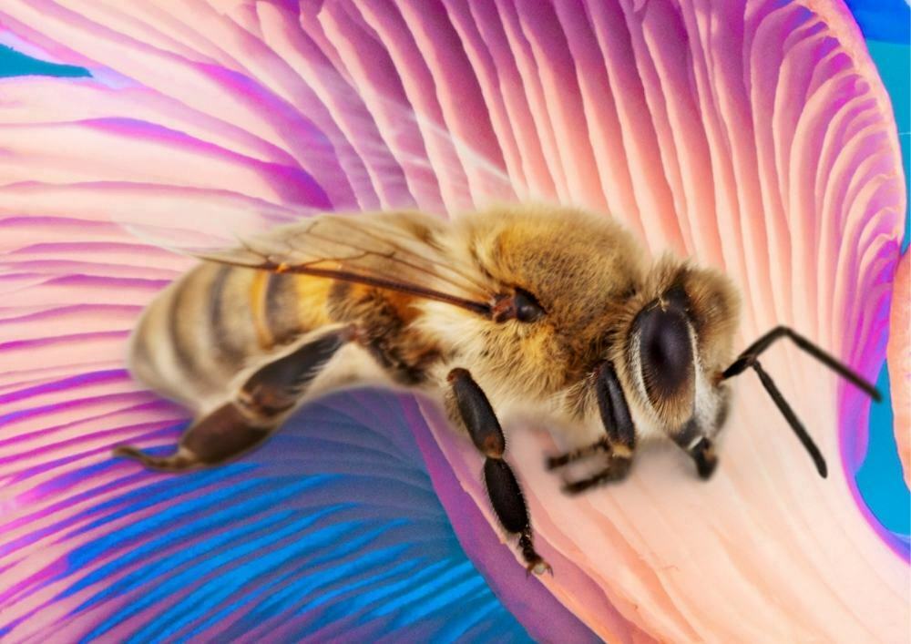 abeilles-champignons